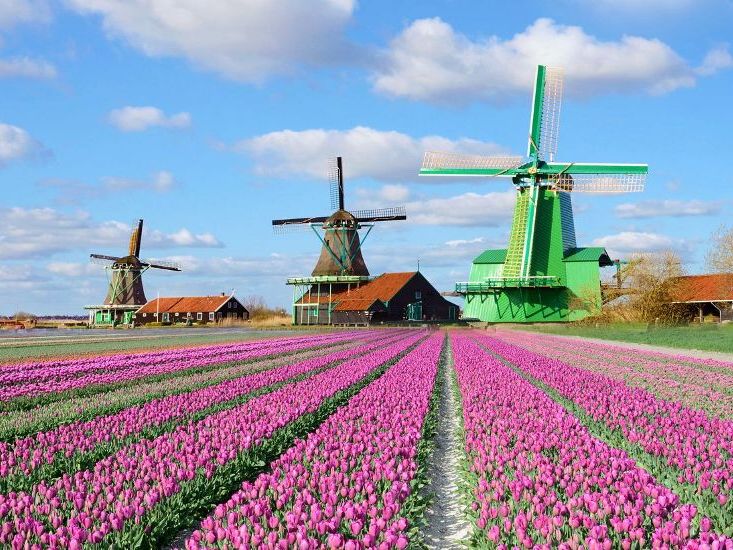 Нідерланди - Заансе Сханс 1